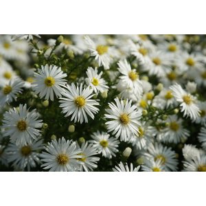 Astra krovitá (Aster ageratoides) ´STARSHINE´ kont. P9
